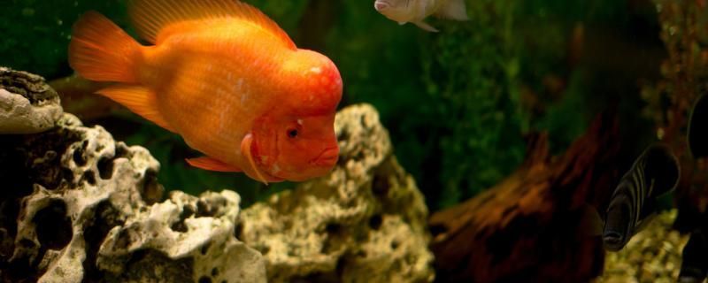龍魚 珍寶魚缸官網(珍寶魚缸是哪生產的) 龍魚之家 珍寶魚缸官網(珍寶魚缸是哪生產的) 珍寶魚缸官網(珍寶魚缸是哪生產的) 龍魚之家