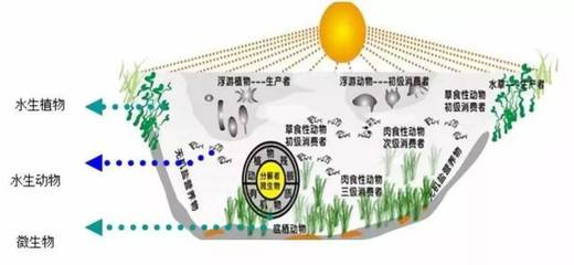 魚龍和翼龍是親戚嗎？揭秘遠古海洋與天空霸主的親緣關系