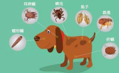 貝寵安驅(qū)蟲(chóng)怎么樣（貝寵安體外驅(qū)蟲(chóng)滴劑怎么樣？）
