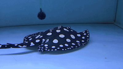 祥龍魚場的金頭過背金龍魚有哪些特點?,祥龍魚場金頭過背金龍魚的價格是多少? 龍魚百科 第2張 祥龍魚場的金頭過背金龍魚有哪些特點?,祥龍魚場金頭過背金龍魚的價格是多少? 祥龍魚場的金頭過背金龍魚有哪些特點?,祥龍魚場金頭過背金龍魚的價格是多少? 龍魚百科 第2張