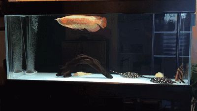 魟魚抖動怎么回事：魟魚抖動可能有多種原因