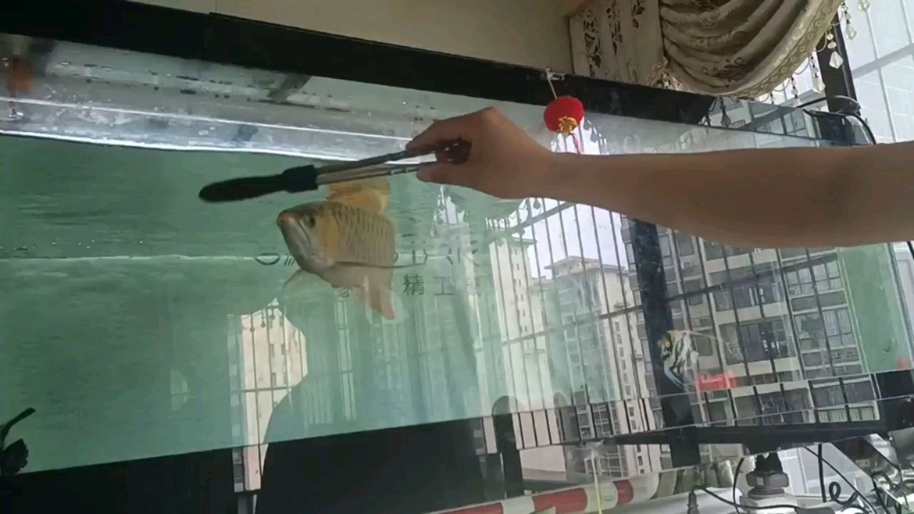 宣城哪里有賣魚缸的地方啊多少錢 宣城漁具批發(fā)市場地址