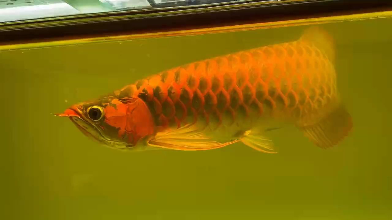 55公分翹頭 55公分翹頭 龍魚論壇