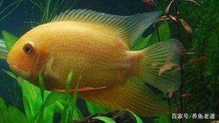 魚缸龍魚怎么養活：魚缸龍魚飼養全攻略，打造水中貴族的夢幻家園