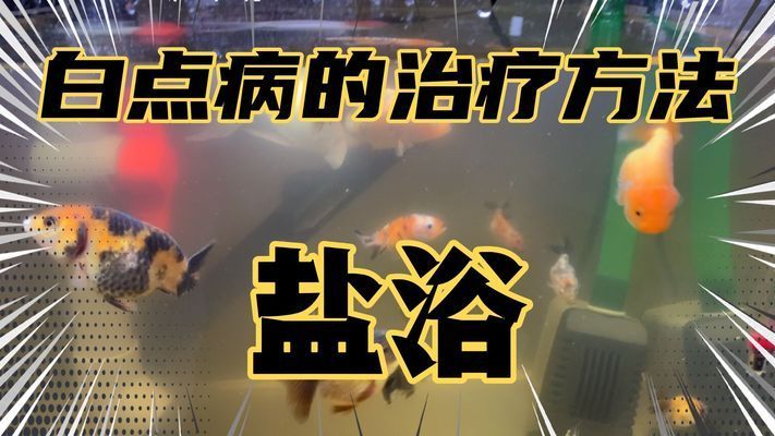 魚龍之意，從神話傳說到文化象征的千年演變