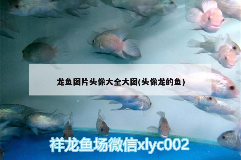 底濾魚缸溢流區聲音大 底濾魚缸溢流區聲音大怎么解決 可麗愛魚缸 第2張 底濾魚缸溢流區聲音大 底濾魚缸溢流區聲音大怎么解決 底濾魚缸溢流區聲音大 底濾魚缸溢流區聲音大怎么解決 可麗愛魚缸 第2張