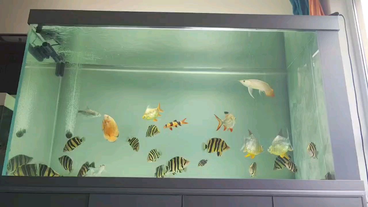 魚缸用增氧泵價格是多少:魚缸增氧機-xtrac增氧機-xtrac增氧機 愛老虎油魚友 龍魚論壇 愛老虎油魚友 愛老虎油魚友 龍魚論壇