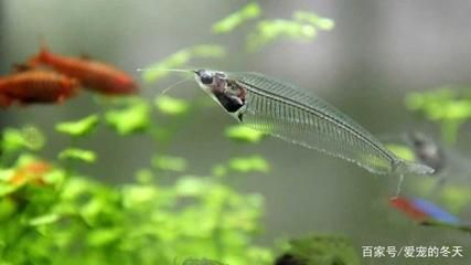 龍魚最長時間可以多長時間不吃食，龍魚一個月不吃東西會餓死,龍魚一個月不吃東西會死