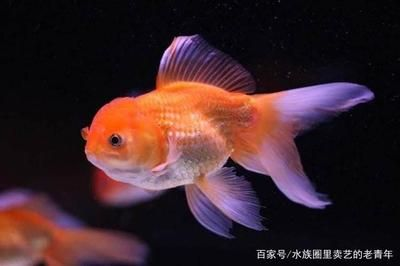 白色的大觀賞魚叫什么（全身白色的觀賞魚有幾種）