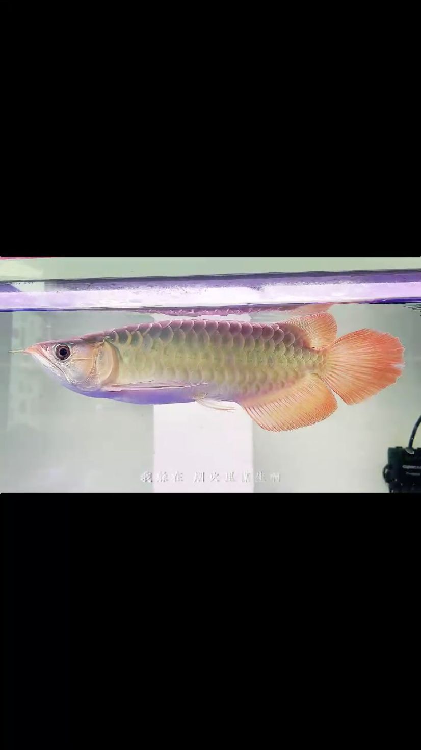 午后一刻
#滿兩個(gè)月了