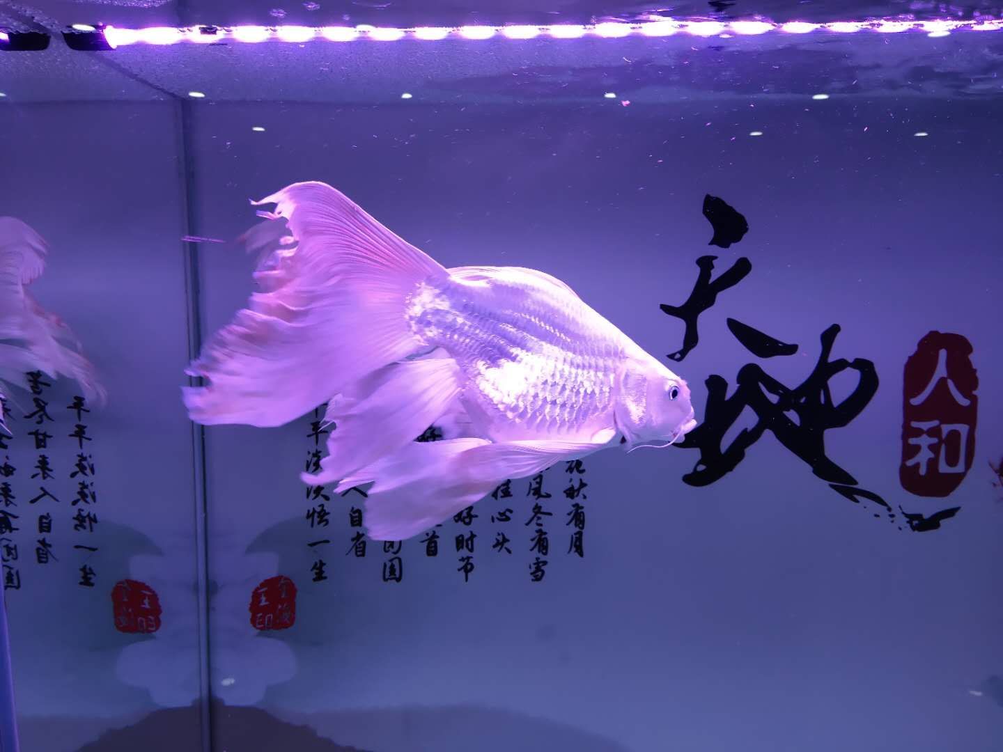 觀賞魚平平的飼養方法是什么（如何自制觀賞魚飼料） 觀賞魚平平的飼養方法是什么（如何自制觀賞魚飼料） 一方水族 第3張