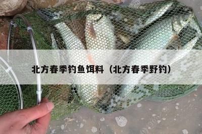 魚缸養(yǎng)龍魚要多大水流合適呢：探秘龍魚生存之道，魚缸水流大小的黃金法則