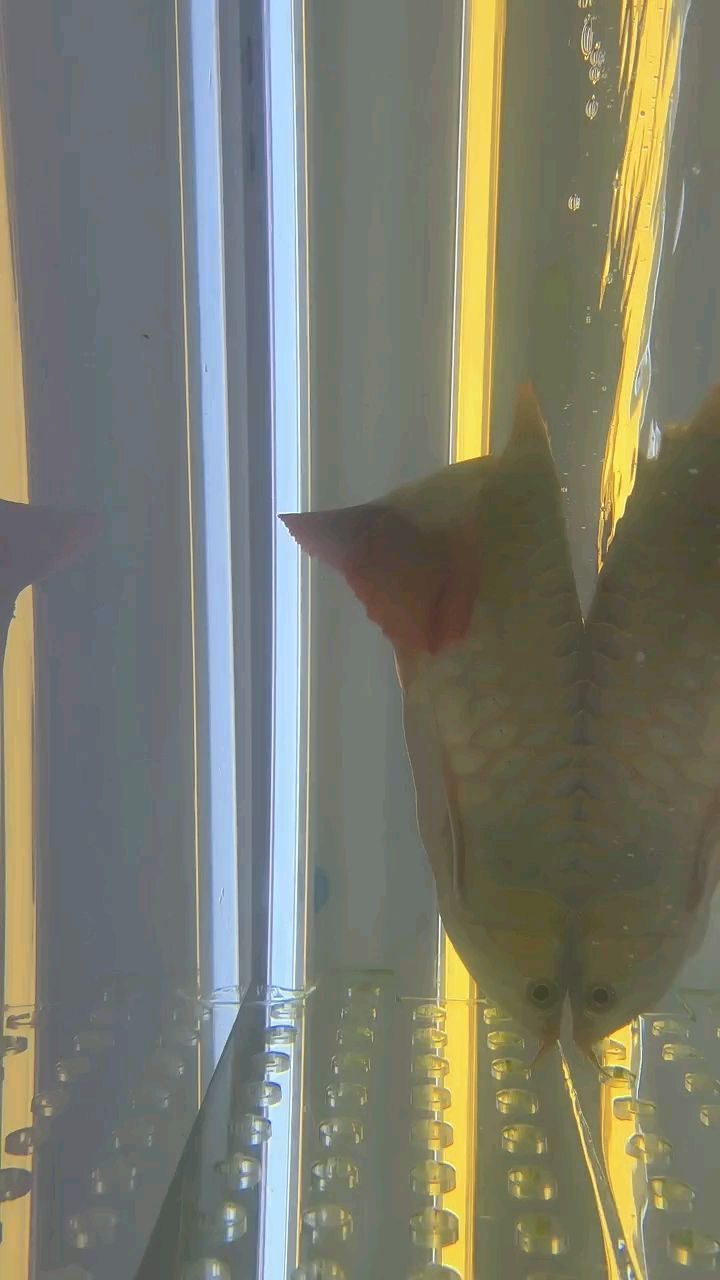 魚(yú)缸養(yǎng)青苔需要多久換一次水（ 魚(yú)缸養(yǎng)青苔需要多久換一次水呢）