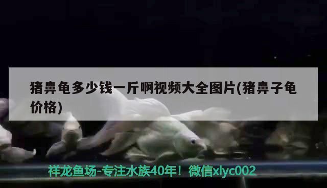 豬鼻龜多少錢一斤啊視頻大全圖片(豬鼻子龜價格) 豬鼻龜多少錢一斤啊視頻大全圖片(豬鼻子龜價格) 豬鼻龜百科