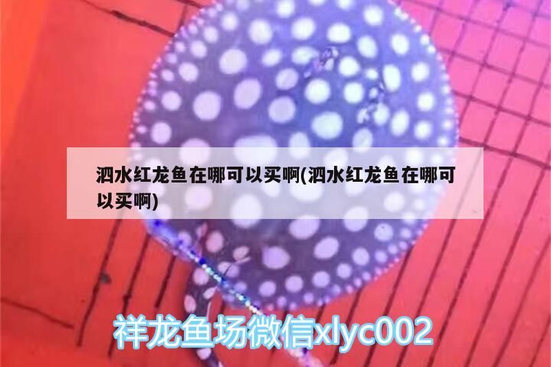 泗水紅龍魚(yú)在哪可以買啊(泗水紅龍魚(yú)在哪可以買啊)