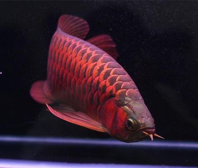 世界上最貴的血紅龍魚價格：世界上最貴的血紅龍魚價格為18000.00元/個