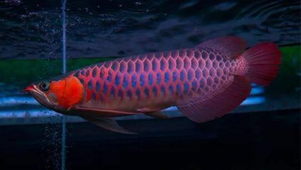 世界上最貴的血紅龍魚價格：世界上最貴的血紅龍魚價格為18000.00元/個