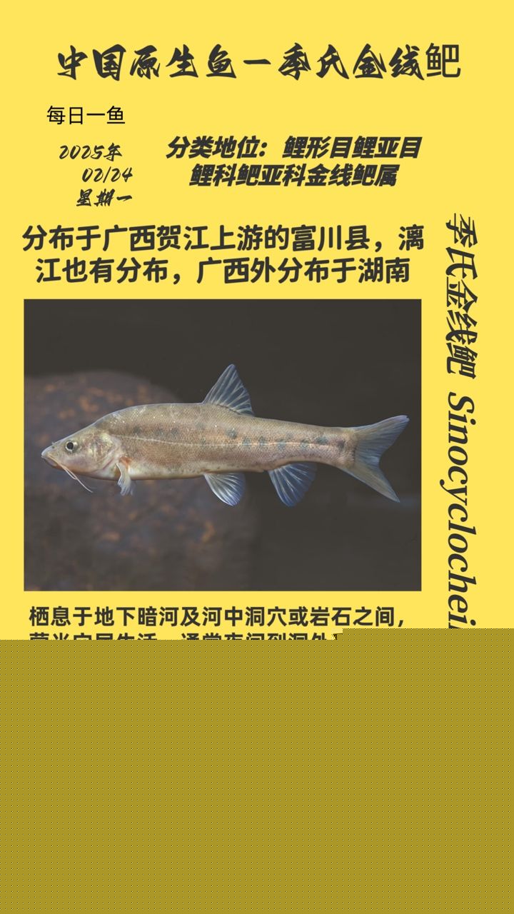 季氏金線鲃