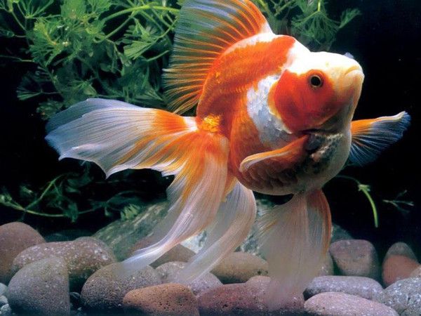 魚龍，遠古海洋中的霸主與演化奇跡 魚龍，遠古海洋中的霸主與演化奇跡 龍魚百科 第3張