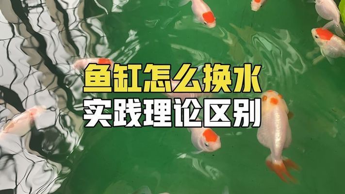 金龍魚魚缸怎么換水，金龍魚的換水方法