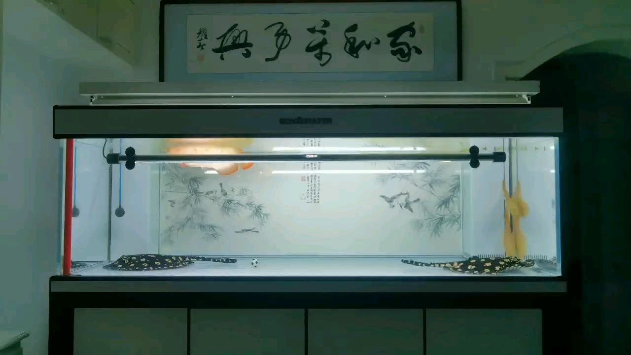 不追光，做自己的燈！ 不追光，做自己的燈！ 龍魚論壇