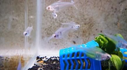 燈科魚(yú)怎么養(yǎng)(燈科魚(yú)是一種受歡迎的觀賞魚(yú)) 龍魚(yú)之家 第1張 燈科魚(yú)怎么養(yǎng)(燈科魚(yú)是一種受歡迎的觀賞魚(yú)) 燈科魚(yú)怎么養(yǎng)(燈科魚(yú)是一種受歡迎的觀賞魚(yú)) 龍魚(yú)之家 第1張