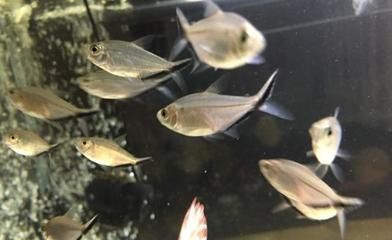 燈科魚(yú)怎么養(yǎng)（燈科魚(yú)是一種受歡迎的觀賞魚(yú)） 燈科魚(yú)怎么養(yǎng)（燈科魚(yú)是一種受歡迎的觀賞魚(yú)） 龍魚(yú)之家 第2張