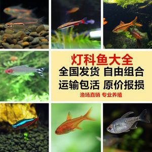 燈科魚(yú)怎么養(yǎng)(燈科魚(yú)是一種受歡迎的觀賞魚(yú)) 龍魚(yú)之家 第3張 燈科魚(yú)怎么養(yǎng)(燈科魚(yú)是一種受歡迎的觀賞魚(yú)) 燈科魚(yú)怎么養(yǎng)(燈科魚(yú)是一種受歡迎的觀賞魚(yú)) 龍魚(yú)之家 第3張