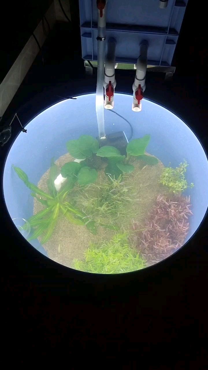 首開生態缸 首開生態缸 龍魚論壇