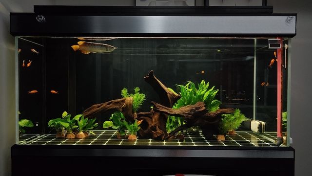 小龍魚拒食，怕人，一個多月了 小龍魚拒食，怕人，一個多月了 龍魚論壇