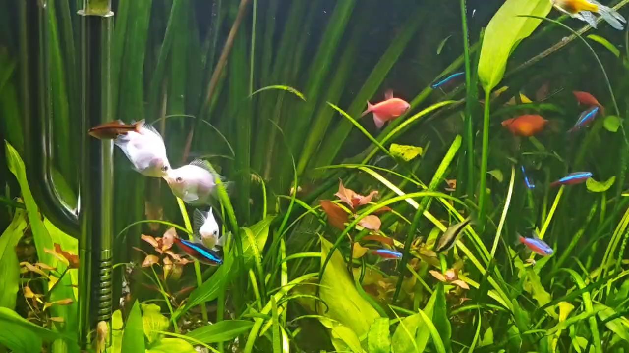 吻別 吻別 龍魚論壇