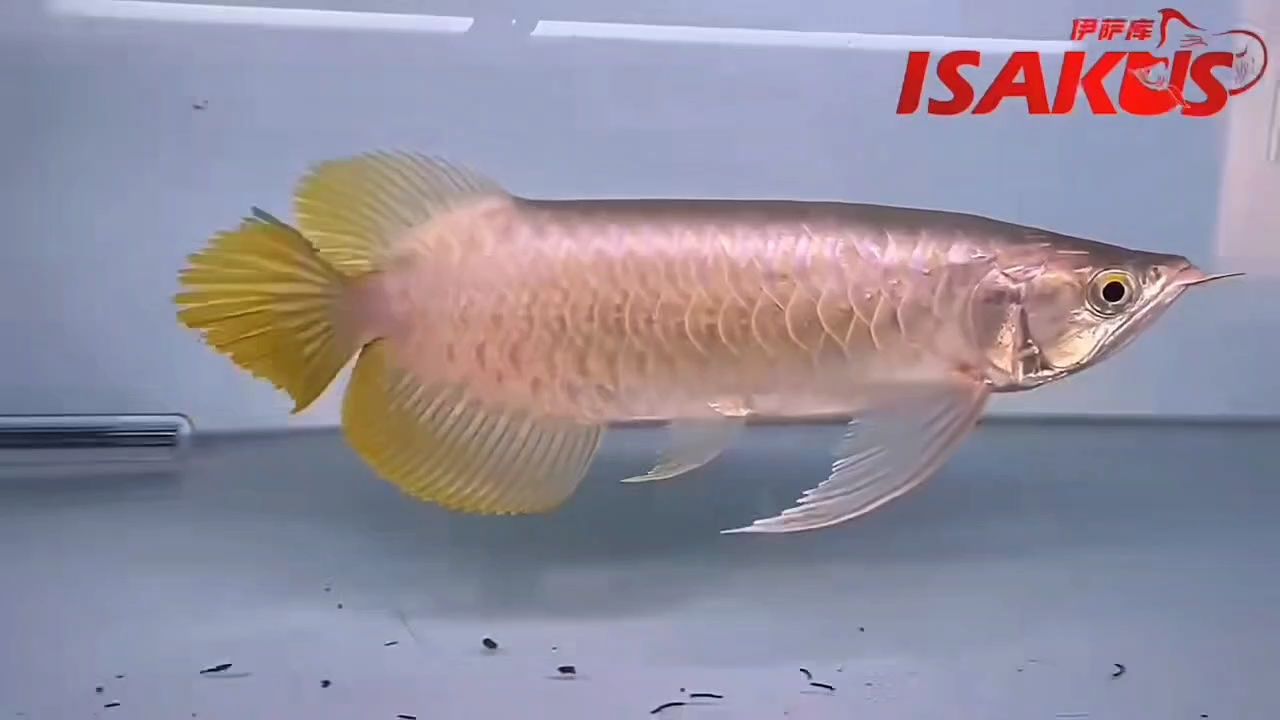 巨齒尾,粗寬旗