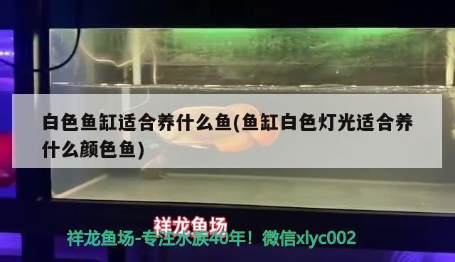 底濾魚缸如何加強過濾（ 底濾魚缸如何增氧） 底濾魚缸如何加強過濾（ 底濾魚缸如何增氧） 李亞四龍魚