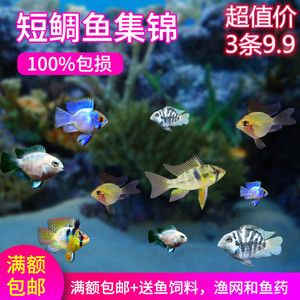魚龍之謎，探尋十二生肖中的神秘象征