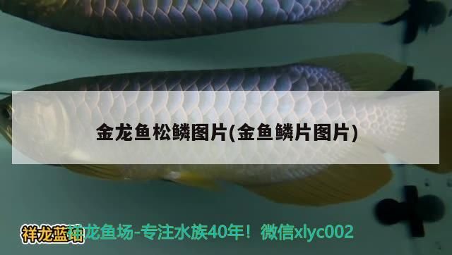 金龍魚松鱗圖片(金魚鱗片圖片) 金龍魚松鱗圖片(金魚鱗片圖片) 豬鼻龜百科
