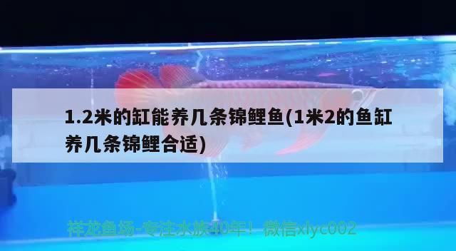 1.2米的缸能養幾條錦鯉魚(1米2的魚缸養幾條錦鯉合適) 1.2米的缸能養幾條錦鯉魚(1米2的魚缸養幾條錦鯉合適) 可麗愛魚缸