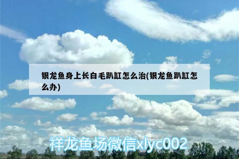 銀龍魚身上長(zhǎng)白毛趴缸怎么治(銀龍魚趴缸怎么辦) 銀龍魚身上長(zhǎng)白毛趴缸怎么治(銀龍魚趴缸怎么辦) 銀龍魚百科