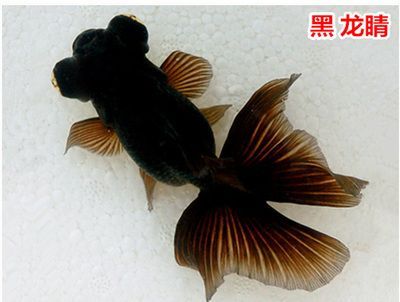 觀賞魚技巧（根據搜索結果整理的一些觀賞魚養護的技巧）