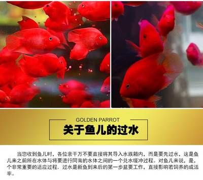 魚龍變化的典故，從卑微到顯達的蛻變智慧