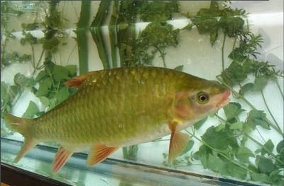 鯉魚尾巴發紅是怎么回事（鯉魚尾巴發紅怎么辦）