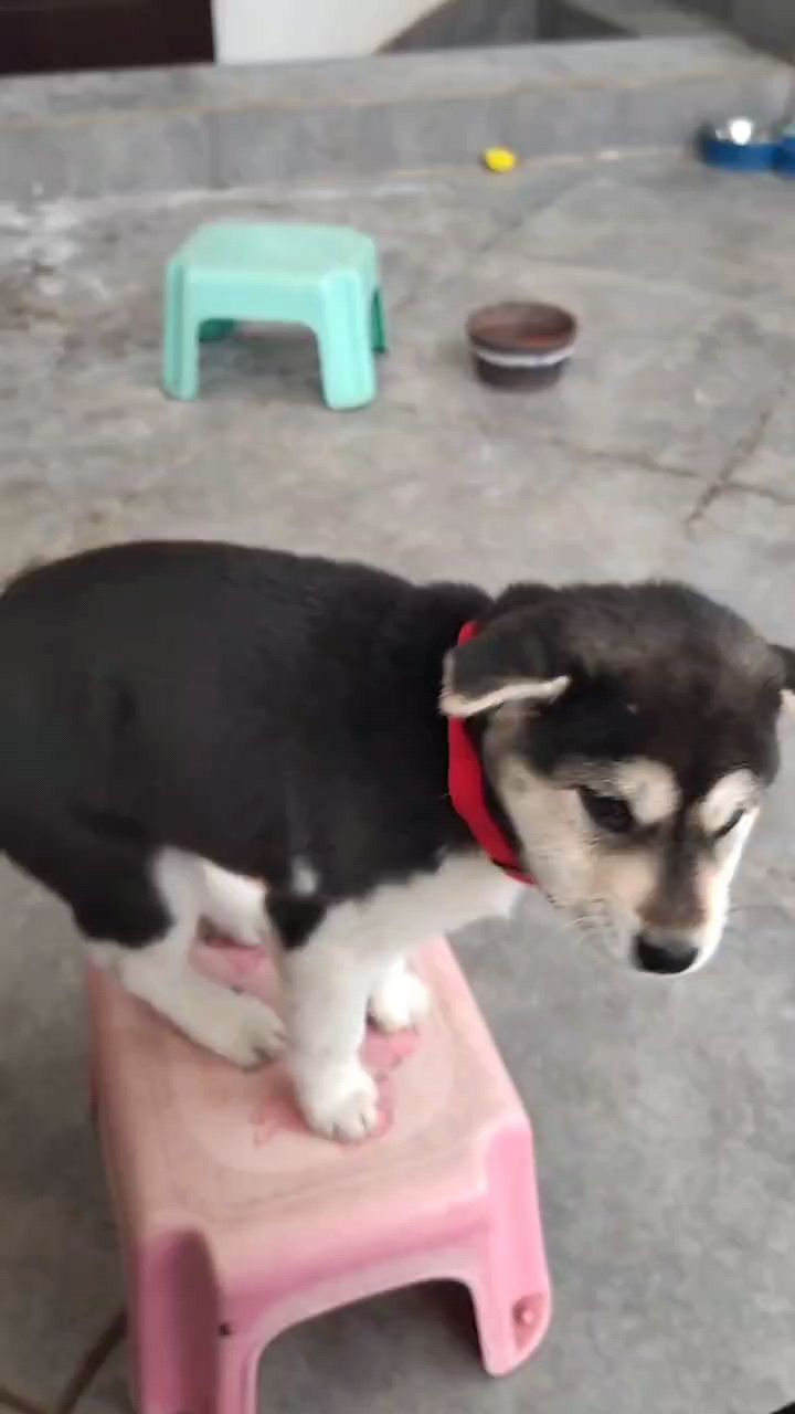 土狗
