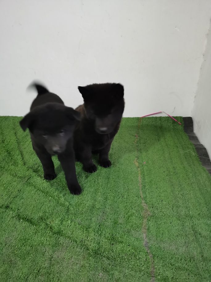 讓我們來(lái)探討一下五黑犬的優(yōu)點(diǎn)吧 讓我們來(lái)探討一下五黑犬的優(yōu)點(diǎn)吧 龍魚(yú)論壇 第3張