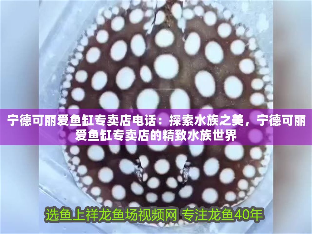 寧德可麗愛魚缸專賣店電話：探索水族之美，寧德可麗愛魚缸專賣店的精致水族世界