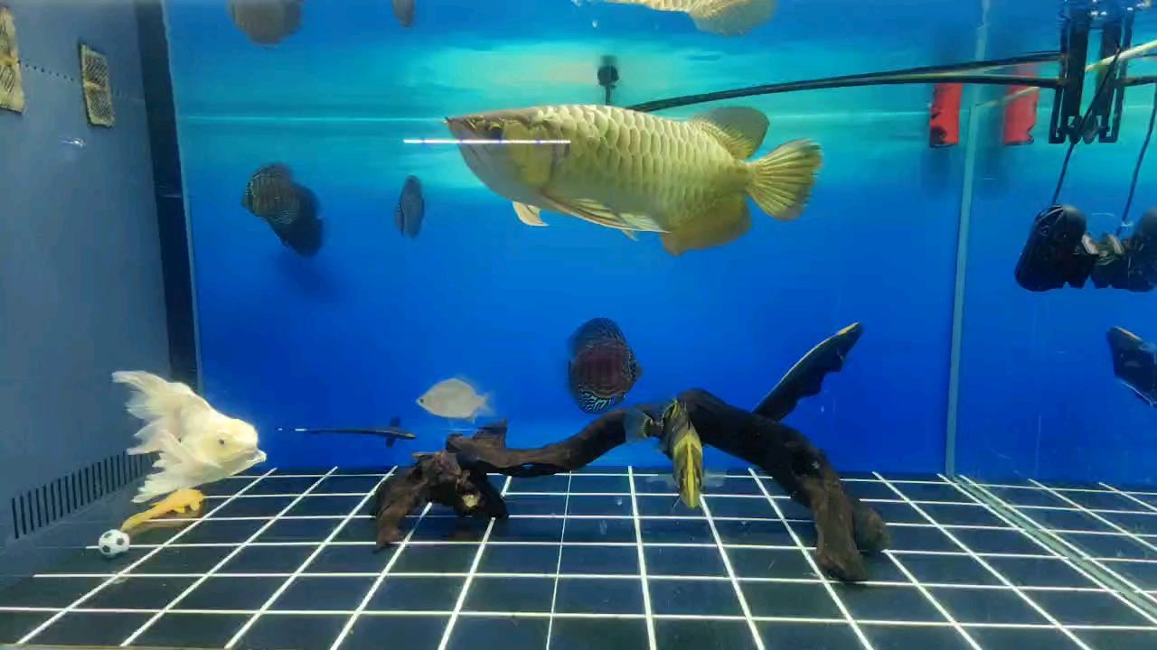 今年最冷的一天[ciya] 今年最冷的一天[ciya] 龍魚論壇
