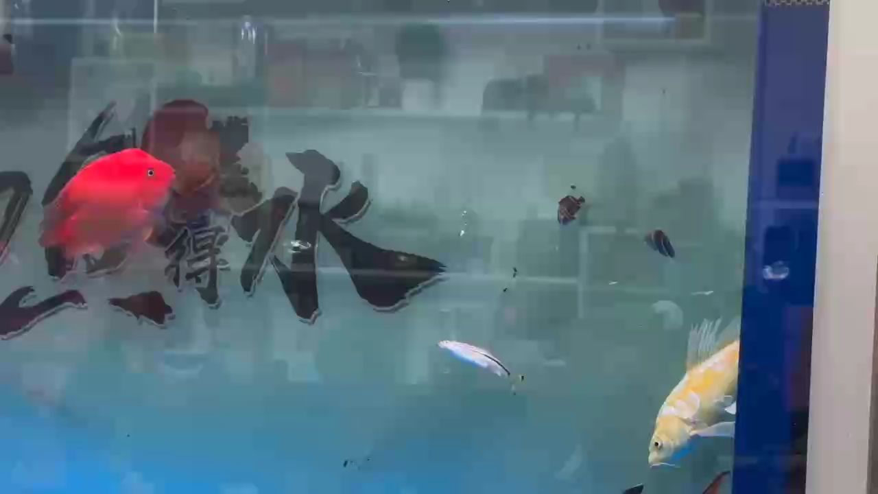 到家7天的小腦斧、已經不害怕了 到家7天的小腦斧、已經不害怕了 龍魚論壇