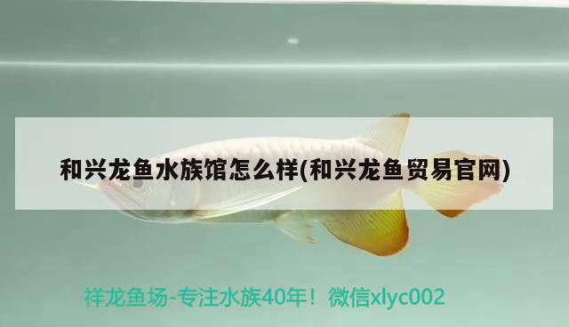 和興龍魚水族館怎么樣(和興龍魚貿易官網)