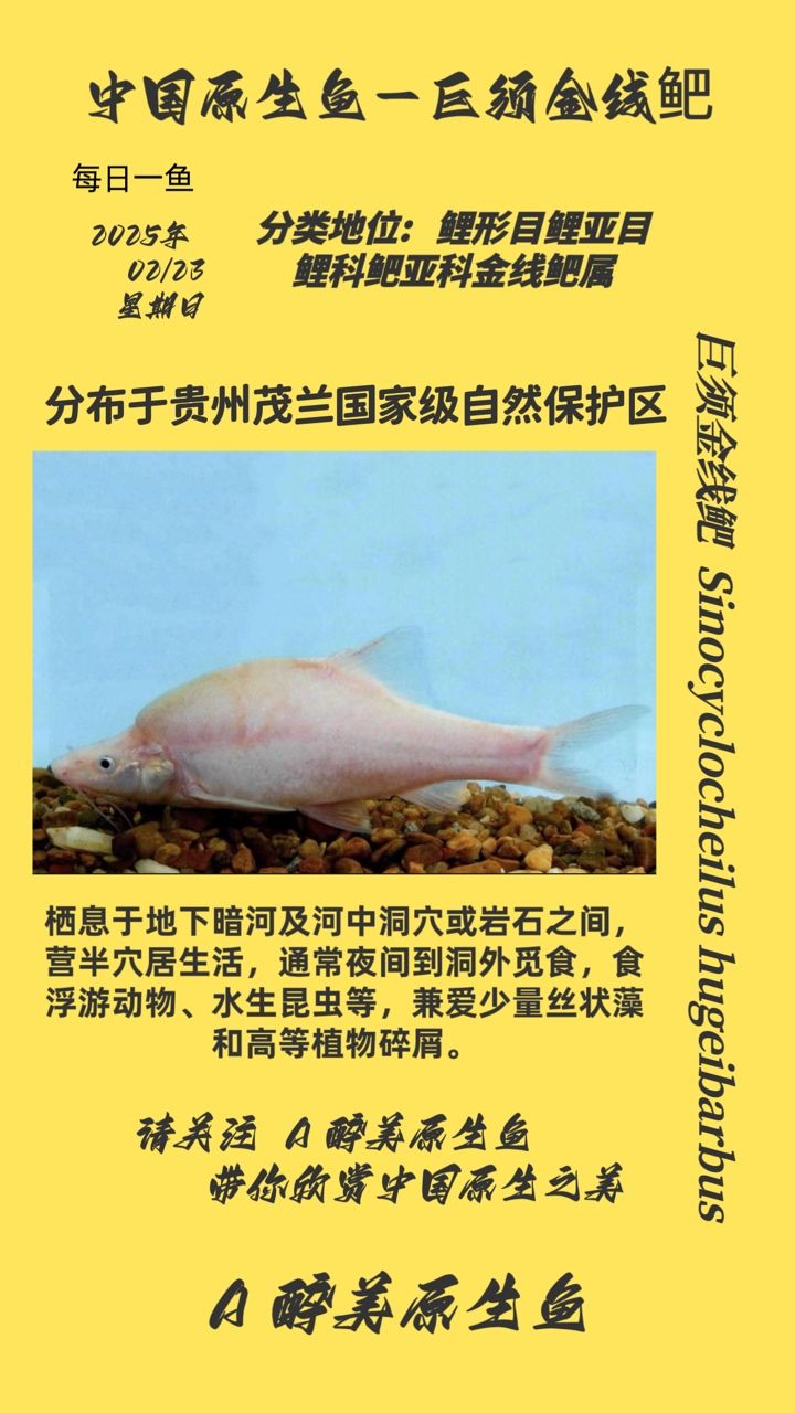 巨須金線鲃