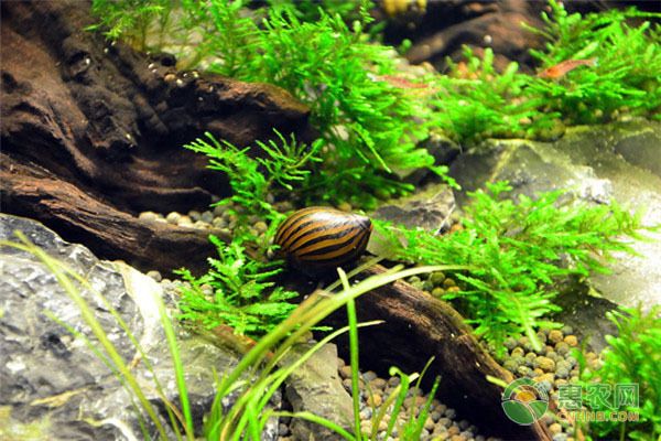 魚類大全，探索世界各地的魚類多樣性 魚類大全，探索世界各地的魚類多樣性 龍魚百科 第2張