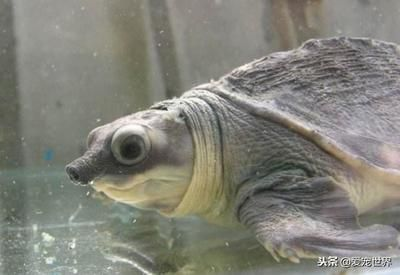 豬鼻龜身上發白怎么辦：豬鼻龜鼻子白了是怎么回事