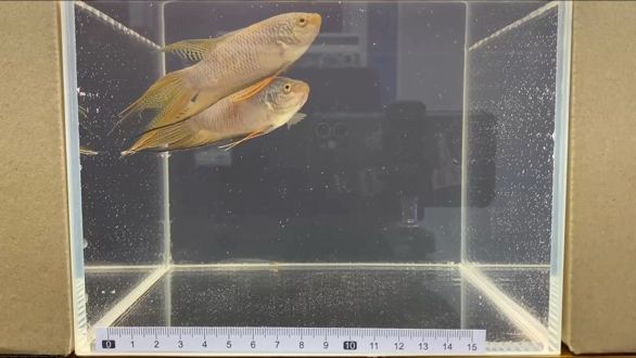 國斗 越黑 國斗 越黑 龍魚論壇
